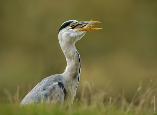 » e t . l e . v e n d r e d i . i l . y a . d u . p o i s s o n «