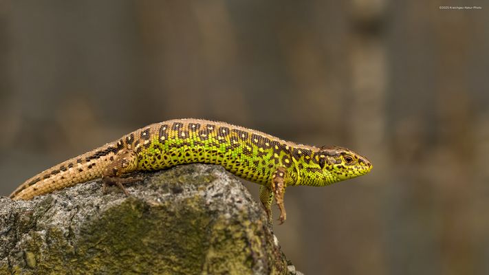 e t w a s . a d i p ö s 