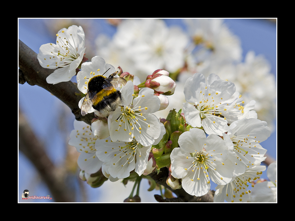 è torata la primavera...