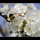 è torata la primavera...