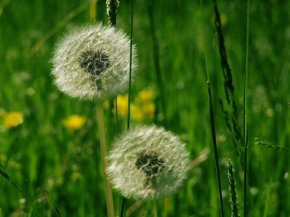 ...e un fiore chiese al vento....AIUTAMI A CONTINUARE A VIVERE...