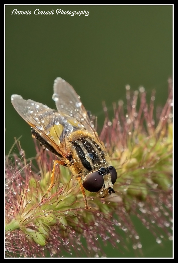 E ' un tipo di Mosca....ma non so il nome...buona visione