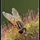 E ' un tipo di Mosca....ma non so il nome...buona visione