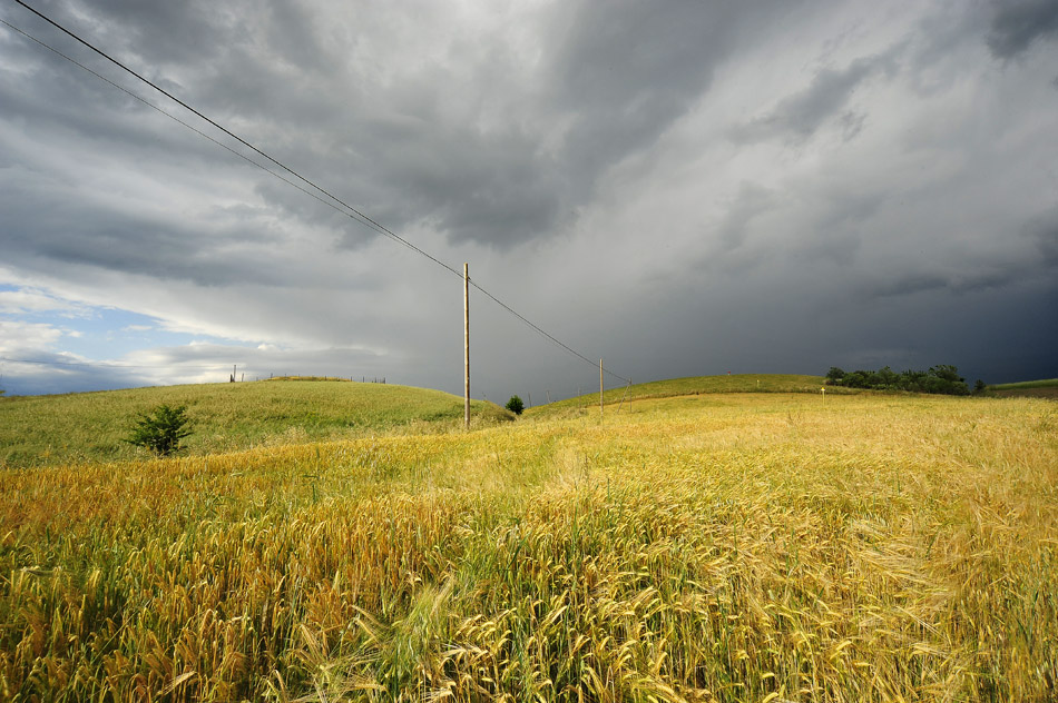 è uscito il sole sul campo di grano