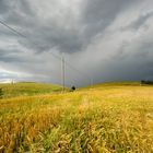 è uscito il sole sul campo di grano