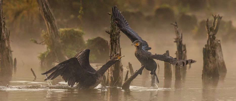 " E X P L O S I O N "