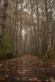 Herbst im schwarzen Moor  von Uschi Baier Fotografie