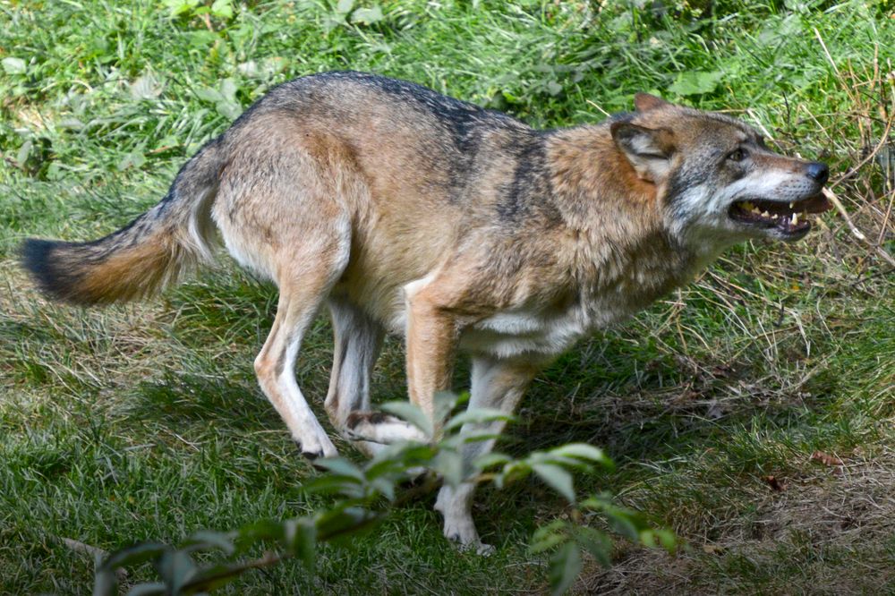 Wolf auf der Jagd von dietersimm