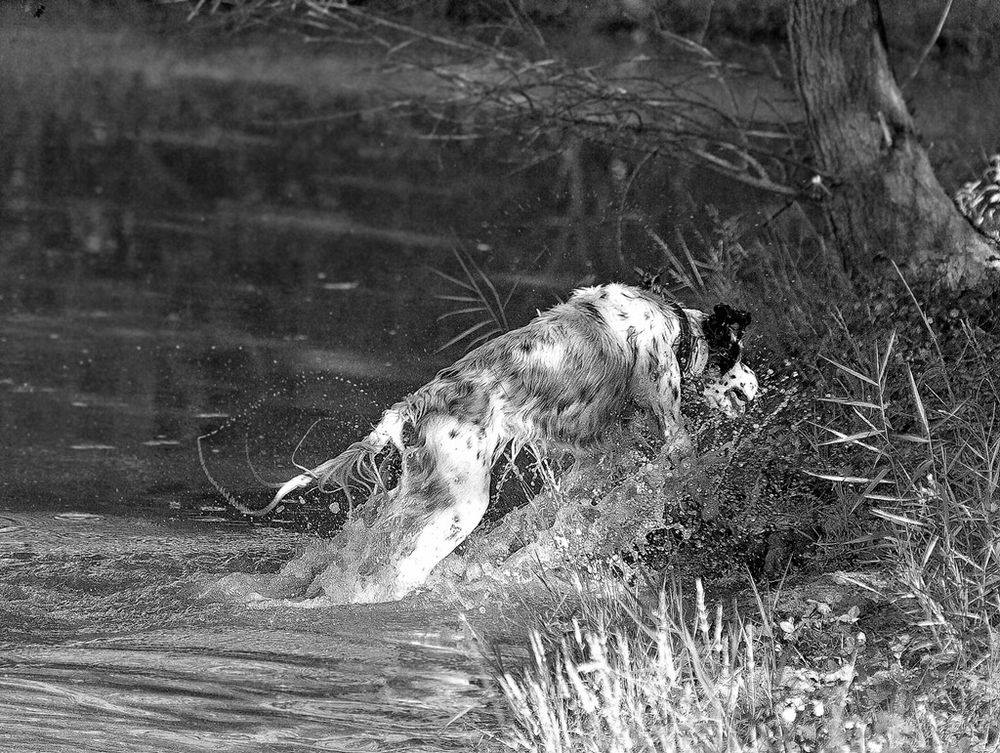 Et hop ! de dominati simone