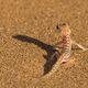 Begegnung frh morgens in der Namib