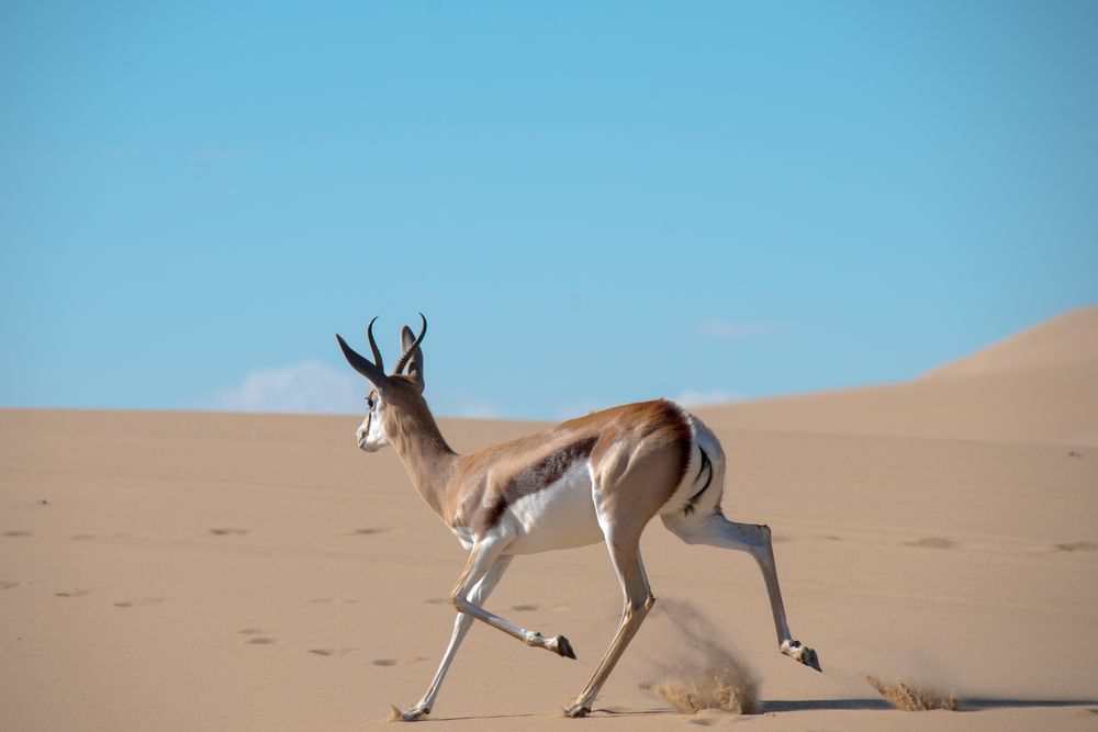 2017NAM(6317)_Namib_Sprinbock-LR von rari