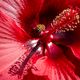 Hibiskusblte