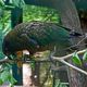 Ein Kea im Vogelpark Olching