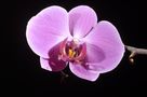 Orchid von Procura