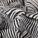 - Zebrastreifen - 