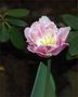 Pink Tulip Frisee von FMW51