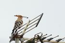 Je suis à l'antenne... et je chante !!! by aline64