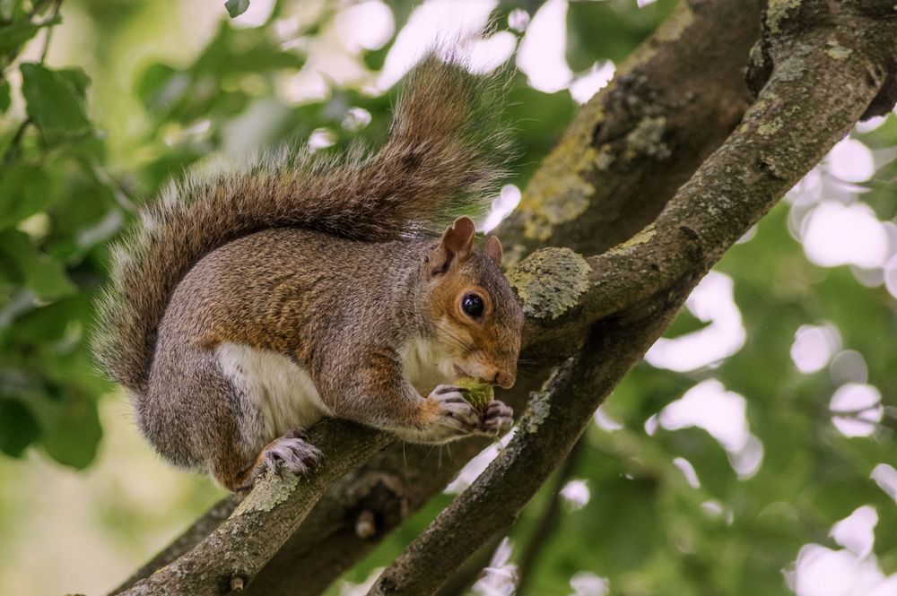 Eichhörnchen in Edinburgh von Tim Storbeck