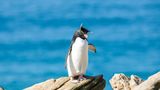 Rockhopper von Bobby Beinhardt