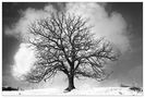 Winter Tree 2024 von Berthold Klammer