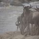 Gnus Mara River Crossing 3