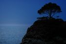 Der einsame Baum am blauen Meer von Michael Teichert 
