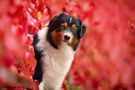 Lady in Red by Annett Mirsberger