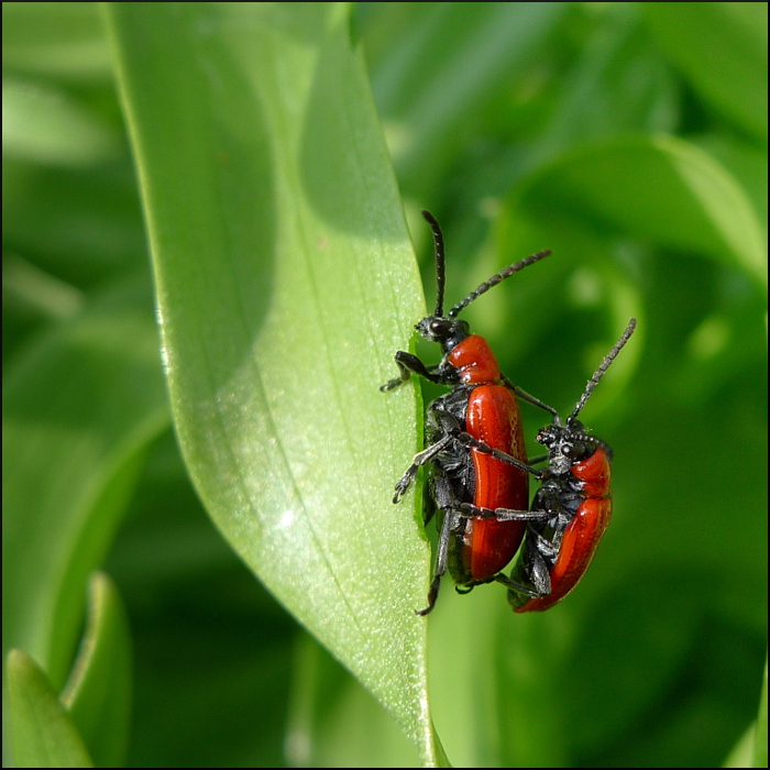 Lilienhähnchen by Inge M. 