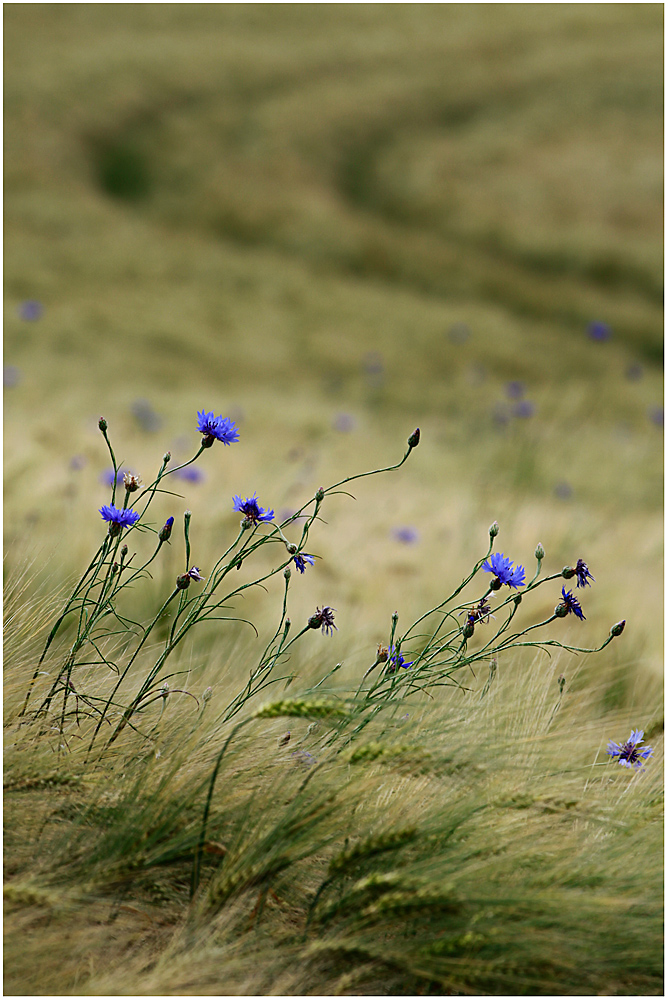 ...Summertime... von André Heidner 