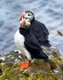 puffins - Papageitaucher de Monasophie13 