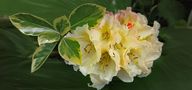 rhododendron jaune de Odette LEFEBVRE