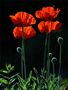 mohn