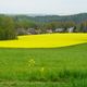 Landschaft mit Raps