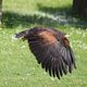 Wstenbussard im Tiefflug