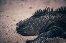 The Galapagos Islands