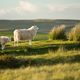 on the hilltop, Brecon Beacons