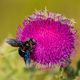 Blaue Holzbiene (Xylocopa violacea)