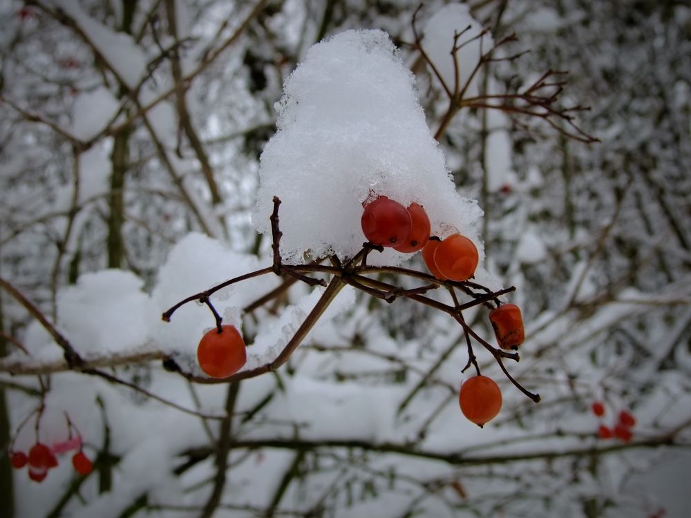 Rote Beeren im Schnee von verena-wirtz