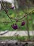 PETITES BOULES VIOLETTE de BUBUL 