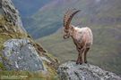 STEINBOCK BEIM BALLETT von Corinna Leonbacher Fotografie