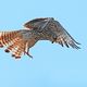 Rttelfalke (Falco tinnunculus)