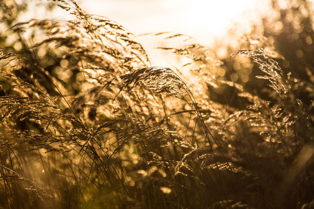 Goldener Herbst von Dographics 