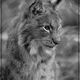 Luchs