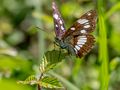 Blauschwarzer Eisvogel..... von Schachfuchs