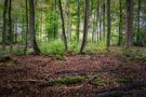 Im Wald von Klosterkumbd | Hunsrück by Ralf Ruhenstroth