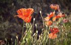 Herbstmohn von Markus M.K.