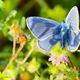 Bluling beim Fotoworkshop