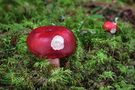 Russula cf. rhodopus by Milos Villaris