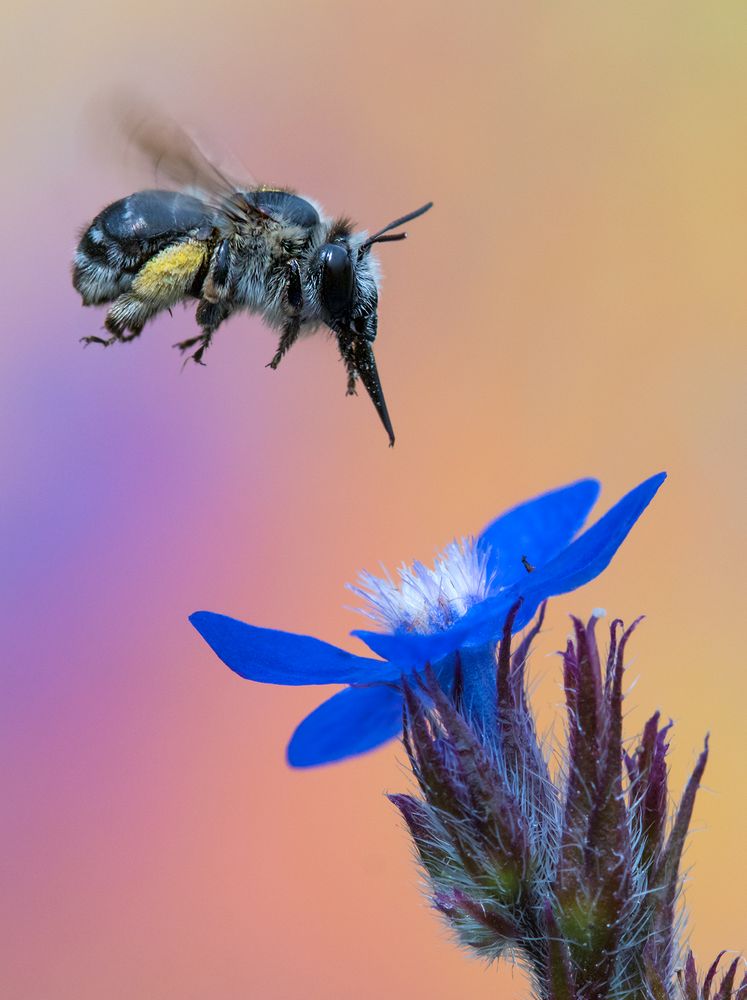 Anflug by Willi Schmitz