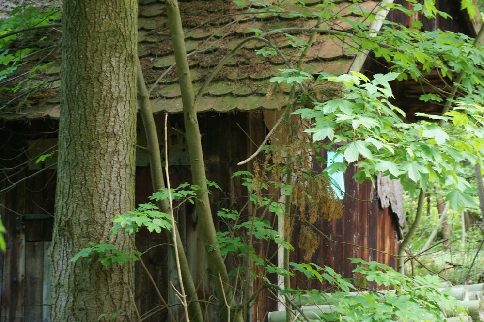 Holzfällerhütte von charlix 